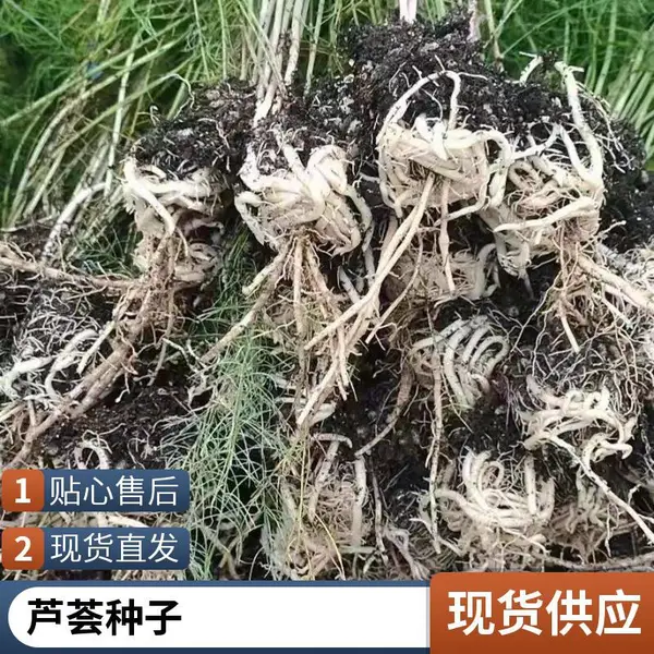 鑫航育 6 号芦笋种子 北京平谷基地直发 无性系 F1 代早熟芦笋种植种