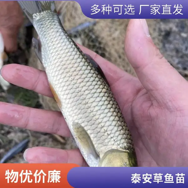 山东泰安草鱼苗鲤鱼鱼苗养殖基地5-8cm鱼苗水库养殖