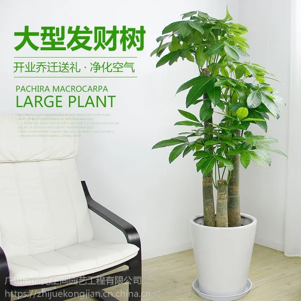 供应广州植物租赁、广州植物租摆服务、植觉空间大发财树批发