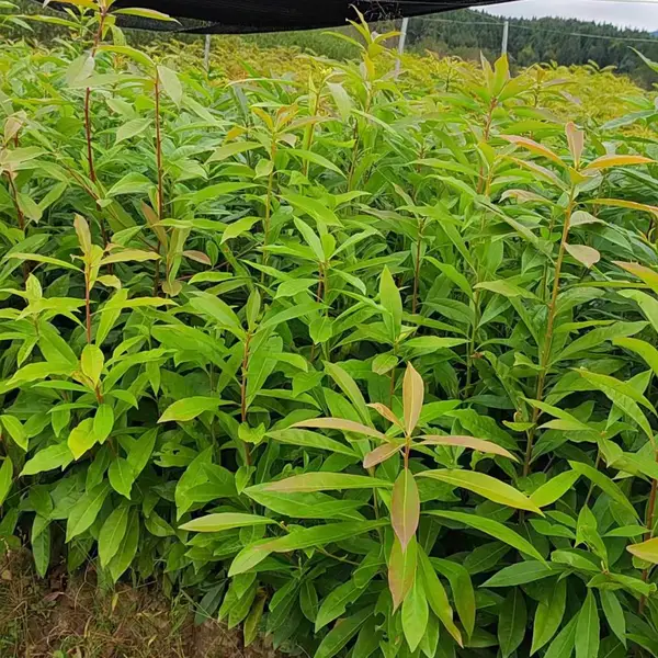 木荷杯苗 30-50高木荷袋苗 荷木杯苗哪里多 80-1米高木荷杯苗