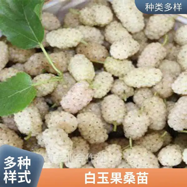 果桑苗台湾白果桑树苗白珍珠嫁接无籽大十当年结果南北方种植