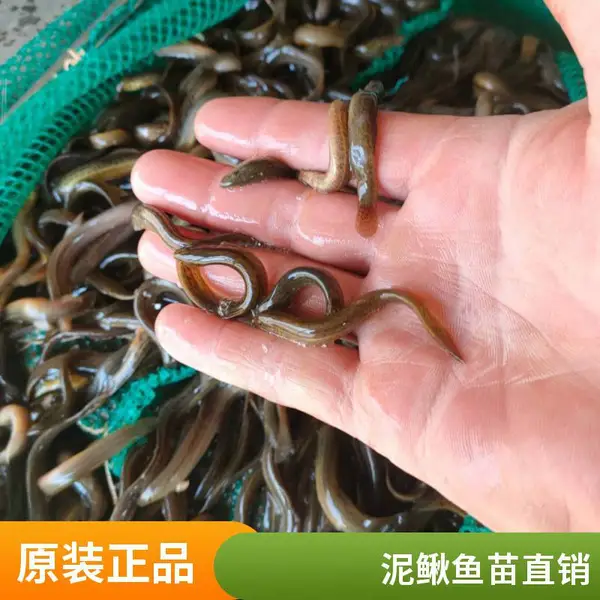 陕西汉中本地黑鱼苗泥鳅鱼苗养殖场 乌鳢苗水花寸苗全规格