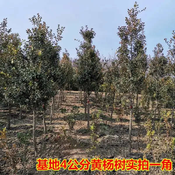 庭院绿化中式苏派黄杨松柏盆景 株高1米幅冠80cm四季常青