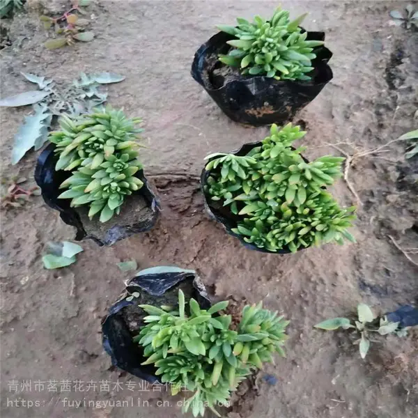 金叶佛甲草价格，金叶佛甲草基地，金叶佛甲草***