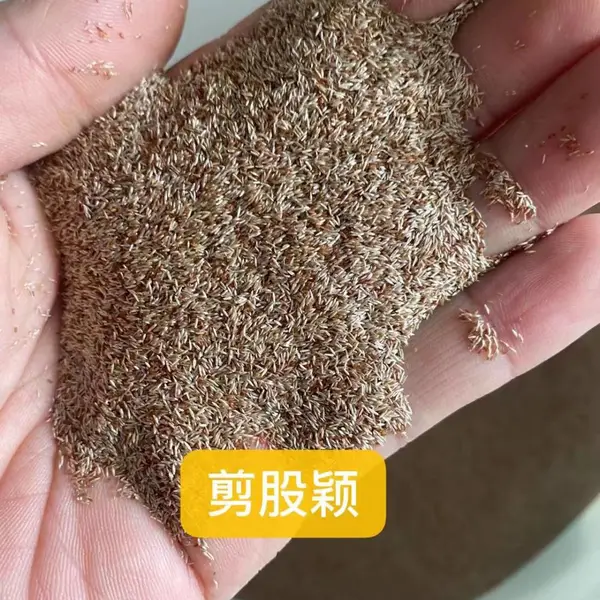 香雪球白色花种子多年生黑麦草激励草籽蓝花楹白籽苦瓜