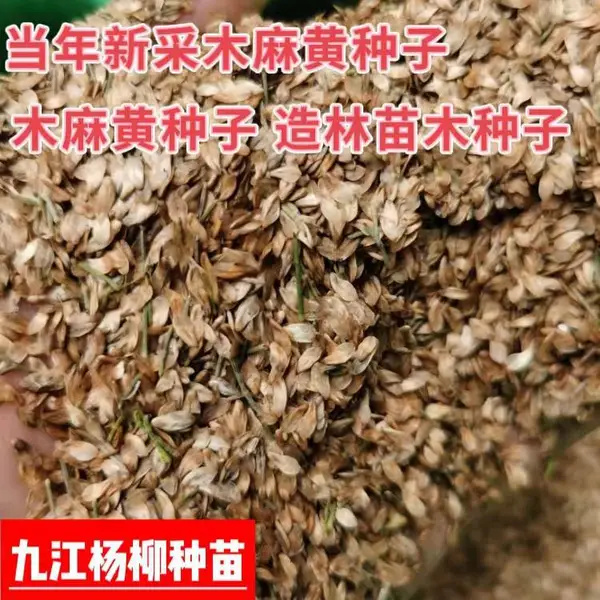 杨柳种苗 木麻黄种子 好管理喜阳 生长于阳高热地区