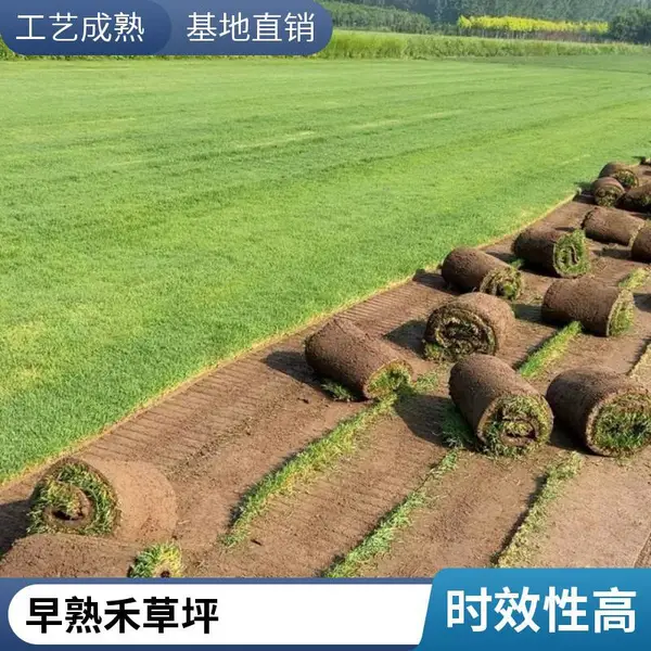 家庭花园绿化设计高羊茅草坪户外施工家庭花园设计早熟禾草坪