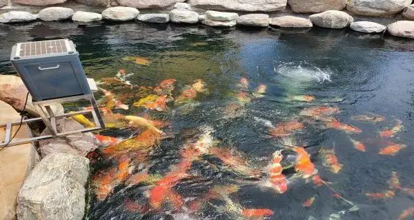 江苏桑蚕丝鱼池庭院鱼池土建配套 值得信赖 上海溪留锦生态园林工程供应