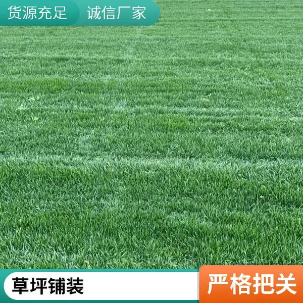 丰台别墅花园设计庭院草坪铺装施工早熟禾草坪家庭庭院设计铺装