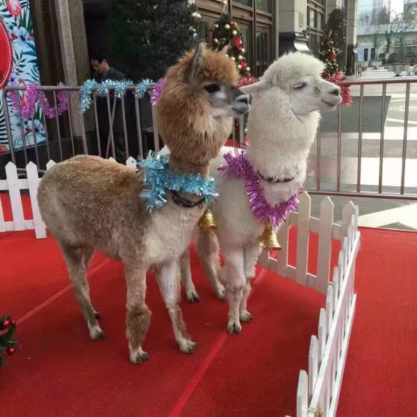 �������չ�� �������� �ȳ����չ��