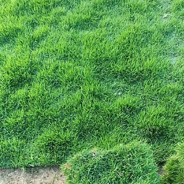 马尼拉草皮 广东汕头厂区绿化用的绿化草坪出售价格 基地销售