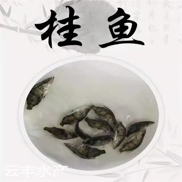 采购桂花鱼苗 采购翘嘴鱼苗电话 咨询桂鱼苗 广西来宾鱼苗