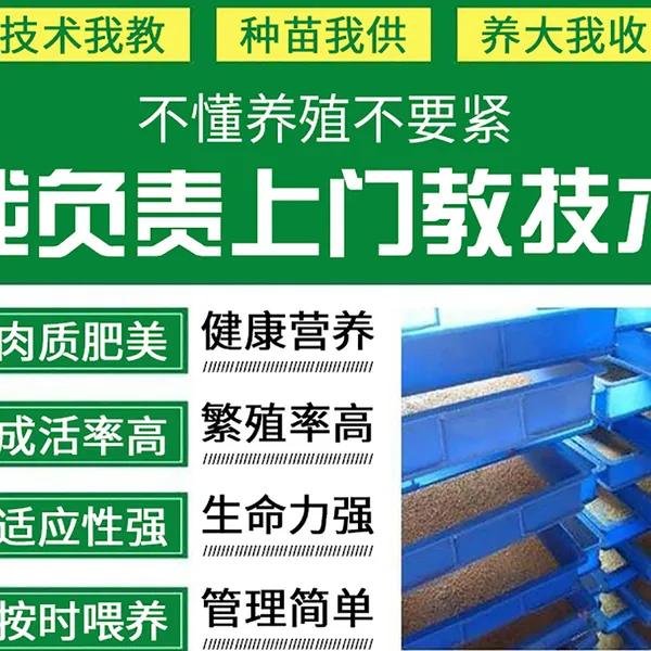 沙坪坝蛋白虫价格及养殖技术品牌