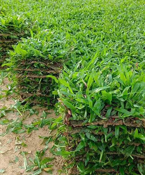 草皮基地大叶油草绿化草皮耐阴耐践踏铺草坪固土护坡草皮