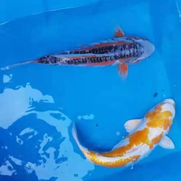 锦鲤鱼场直销 淡水观赏鱼批发 大锦鲤批发价