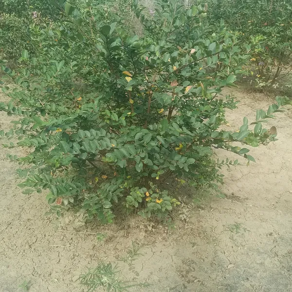 基地丛生紫薇小苗 1-5米分枝多 树形好 质量优 园林绿化 庭院