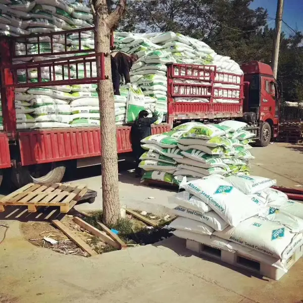 山东莱芜出售万寿菊花籽 包衣早熟禾草籽 蓝花亚麻花种子