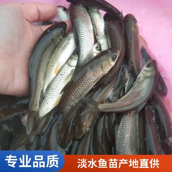 山东日照草鱼苗鲤鱼苗培育基地提供放苗技术指导