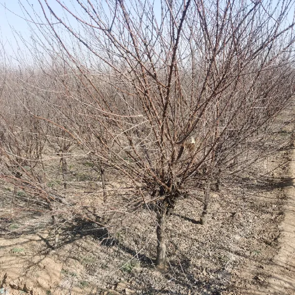 园林绿化观赏树木 5-12公分 公路用丛生榆叶梅 重瓣榆叶梅 庭院别墅