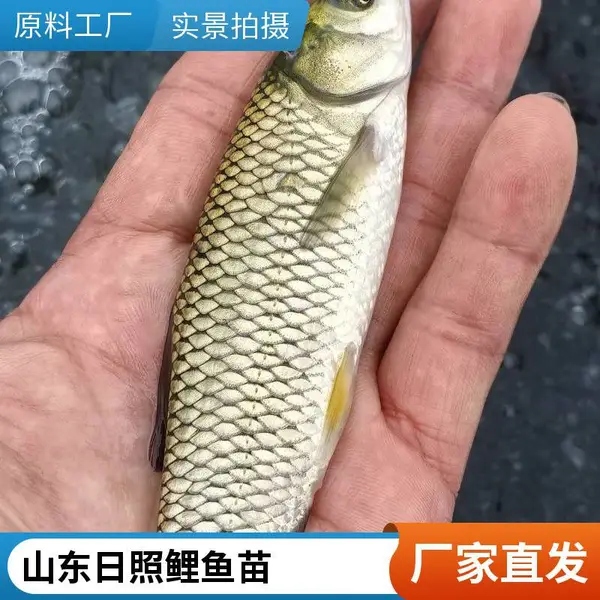 草鱼苗鲤鱼苗山东日照本地养殖场支持预约看苗