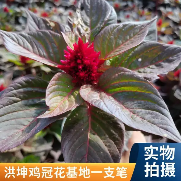 鸡冠花 杯苗工程苗 草花鸡冠花 时令花卉品种 一支笔花卉盆栽 小杯鸡冠花