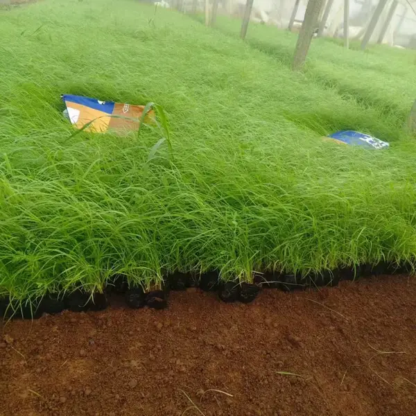 芦苇 水色花卉品种 芦苇 矮蒲苇 狼尾草 水生植物供货 苗圃基地