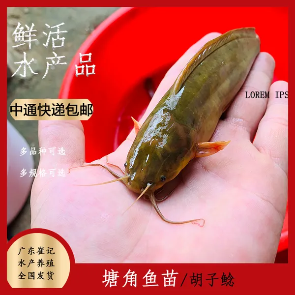 塘角鱼苗 塘鲺鱼苗 本地塘鲺鱼苗 本地塘角鱼苗 胡子鲶鱼苗