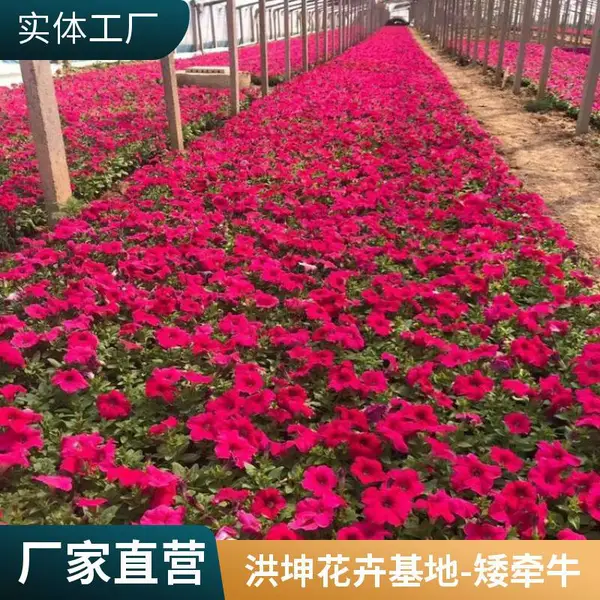 矮牵牛 花卉种植基地 耐高温易成活 路边观赏 景区园区 工厂 医院 绿化
