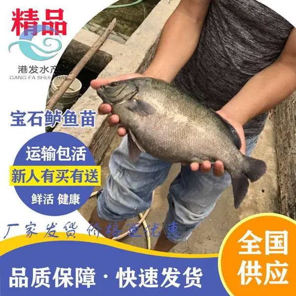 �����żҽ緢�� �ѵ����� ��ʯ������ ��ʯ������