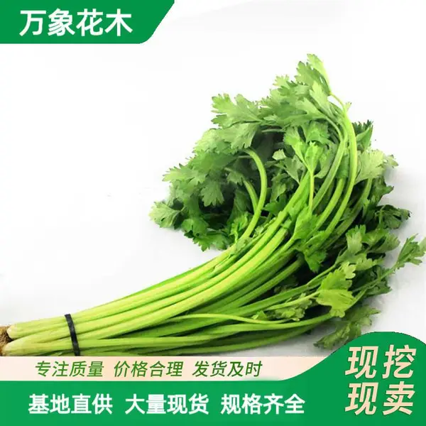 ˮ�۲��� Ұ��ˮ���߲� ͦˮʪ���̻�����ֲ�� �������
