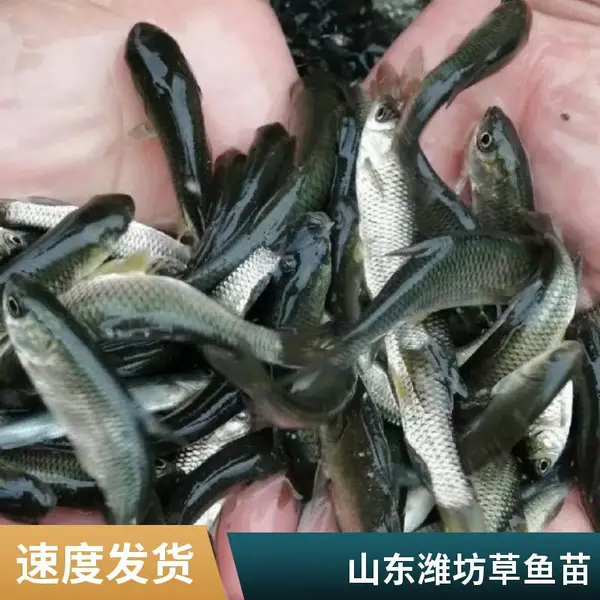 认准山东潍坊本地草鱼苗鲤鱼鱼苗养殖场草鱼苗鲤鱼苗批量供应