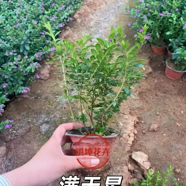 满天星 萼距花 工程花苗 景区绿化满天星 花朵繁多 绿叶红花