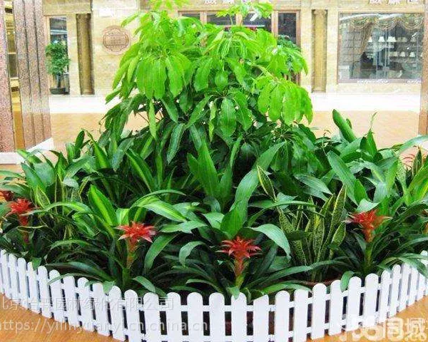 花卉租赁出租销售,园林养护植物租赁