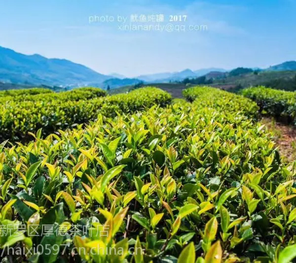 福建水仙茶 漳平水仙茶 水仙乌龙茶 茶叶 水仙茶饼 漳平水仙茶厂 水仙批发