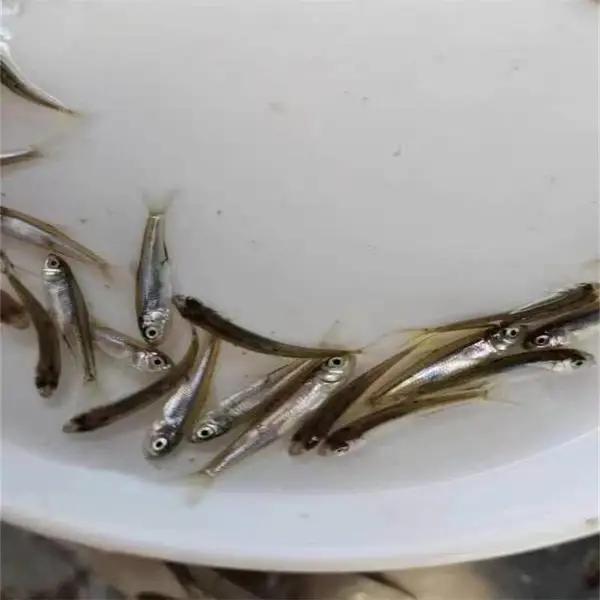 ����������ֳ ��ˮ������ 4-8���ֻ��������