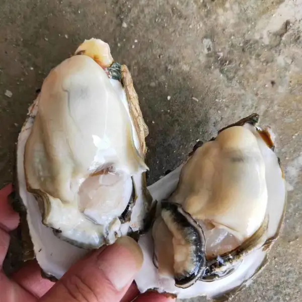 ��������������� �����ַ�