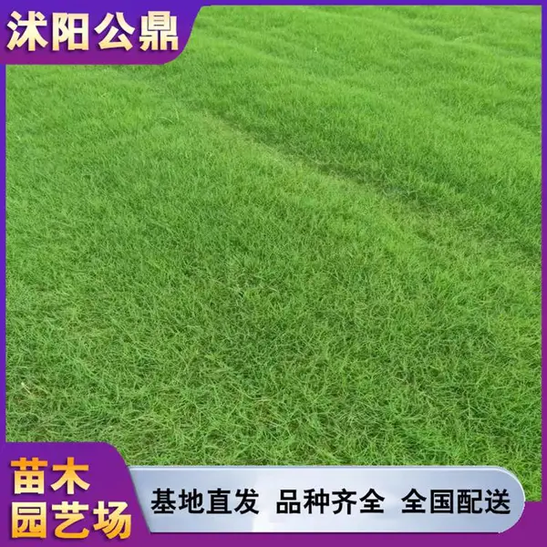 四季青草坪 耐寒草皮 别墅庭院可用 常绿好适用