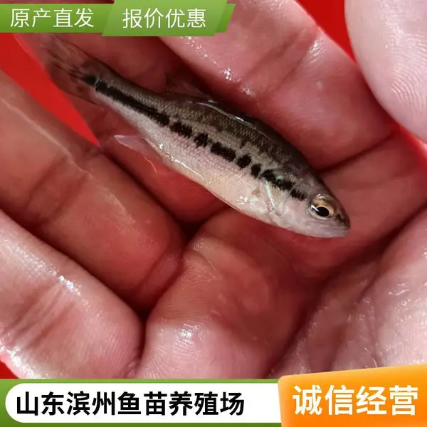鲈鱼苗和鲟鱼鱼苗 山东滨州本地养殖场 适合北方水库养殖