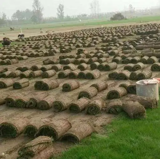 公共绿地果岭草草坪多少钱一平方-春风草坪成活***