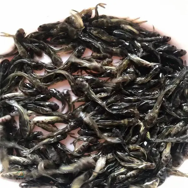 黄辣丁鱼苗采购 黄颡鱼苗 叉尾鮰鱼苗鱼塘养殖