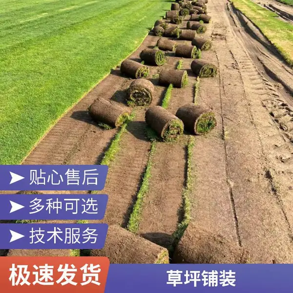 家庭庭院绿化早熟禾草坪庭院草坪铺装批发别墅私家花园绿化北京