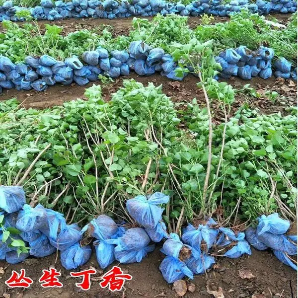丁香花树苗庭院绿化植物四季花香盆栽地栽紫白丁香树苗当年开花