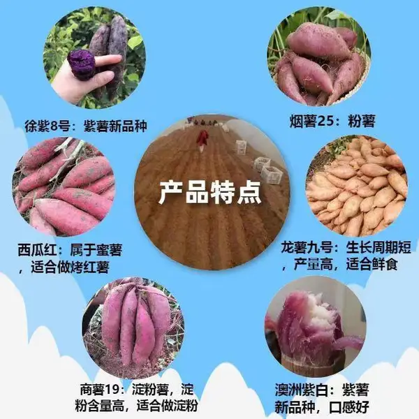 湛江脱毒地瓜苗-薯种-扩繁苗-现剪现发-西瓜红种植基地