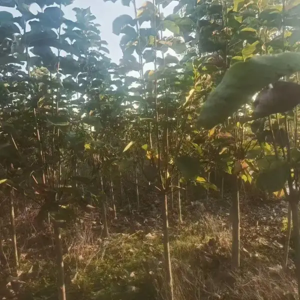 山东聊城东昌府区白玉兰生产基地批发出售,9公分红玉兰树苗厂家装车价格,玉兰树苗产地供应商报价