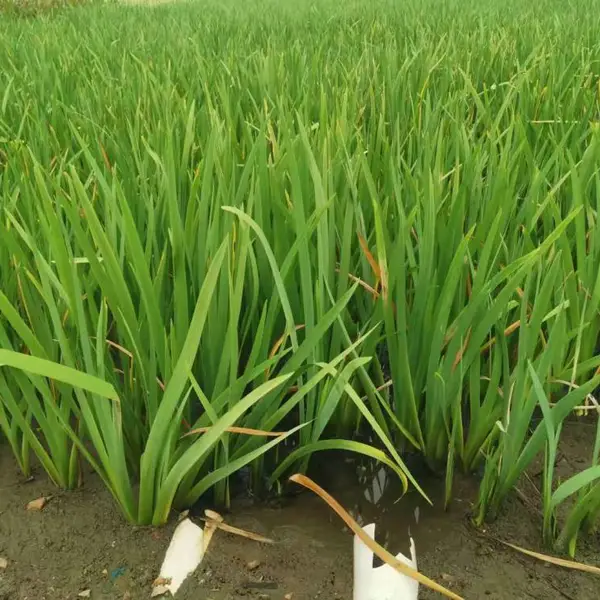 佳颖水生植物基地批常绿水生鸢尾 水生鸢尾 水生鸢尾价格 西伯利亚鸢尾 德国鸢尾