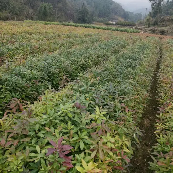 木荷杯苗价格一览表、江西宜春木荷杯苗价格、木荷袋苗***格多少