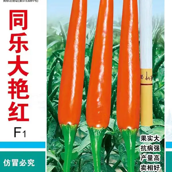 同乐大艳红 朝天椒种子 果大高产 商品性好 美观靓丽 辣椒种子