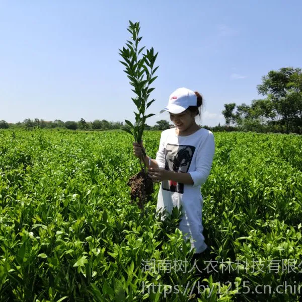 湖南树人苗木 品种齐全 优质无病毒 长虹 纽荷尔 卡拉红肉脐橙