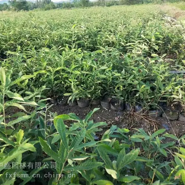 江西奉新木荷杯苗、木荷杯苗供应商、1-2公分木荷袋苗