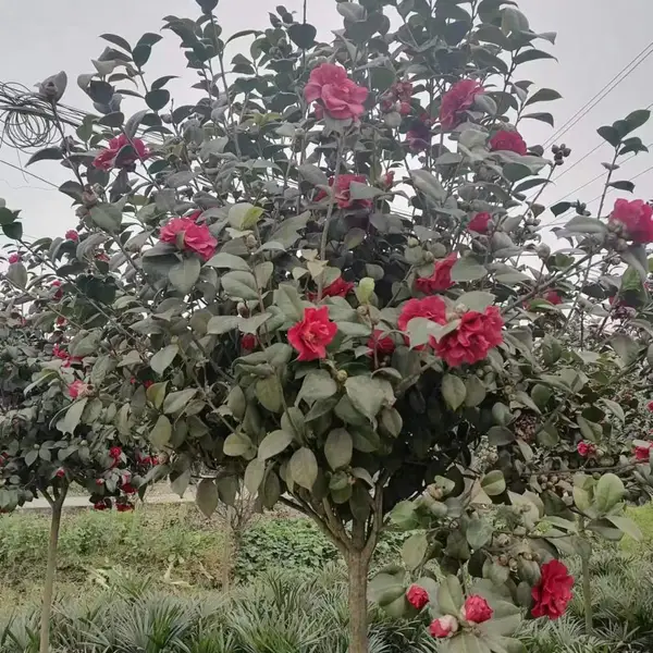 �ɶ��軨�� ������ ���۵ĸ߸˲軨������ ���Ӷ��ܶ�